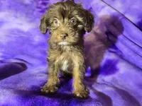 Yorkie poo, a female Yorkipoo for sale in Buffalo, NY – Photo 1 of 4