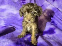 Yorkie poo, a female Yorkipoo for sale in Buffalo, NY – Photo 3 of 4