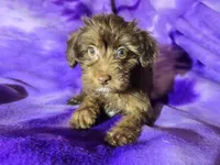 Yorkie poo, a female Yorkipoo for sale in Buffalo, NY – Photo 4 of 4