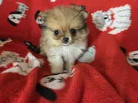 Pomeranian , a male Pomeranian for sale in Buffalo, NY – 5 of 5