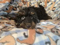 Cockapoo, a male Cocker Spaniel and Poodle - Miniature  for sale in Buffalo, NY – Photo 4 of 4