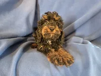 Cockapoo, a male Cocker Spaniel and Poodle - Miniature  for sale in Buffalo, NY – Photo 6 of 6