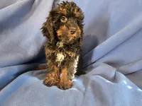 Cockapoo, a male Cocker Spaniel and Poodle - Miniature  for sale in Buffalo, NY – Photo 2 of 6