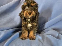 Cockapoo, a male Cocker Spaniel and Poodle - Miniature  for sale in Buffalo, NY – Photo 1 of 6