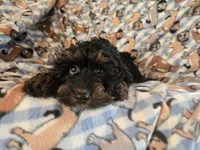 Cockapoo, a male Cocker Spaniel and Poodle - Miniature  for sale in Buffalo, NY – Photo 3 of 4