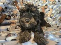 Cockapoo, a male Cocker Spaniel and Poodle - Miniature  for sale in Buffalo, NY – Photo 2 of 4