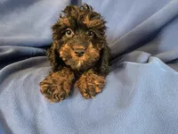 Cockapoo, a male Cocker Spaniel and Poodle - Miniature  for sale in Buffalo, NY – Photo 4 of 6