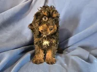 Cockapoo, a male Cocker Spaniel and Poodle - Miniature  for sale in Buffalo, NY – Photo 5 of 6