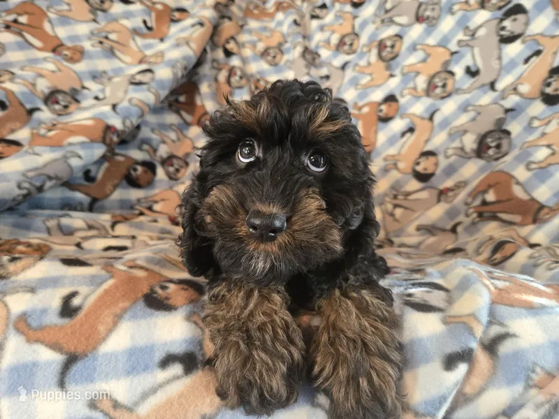 Cockapoo – Cocker Spaniel, Poodle - Miniature  puppy for sale in Buffalo, NY