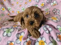 Cavapoo , a female Cavalier King Charles Spaniel and Poodle - Miniature  for sale in Buffalo, NY – Photo 3 of 5
