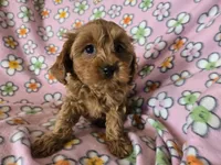 Cavapoo , a female Cavalier King Charles Spaniel and Poodle - Miniature  for sale in Buffalo, NY – Photo 2 of 5