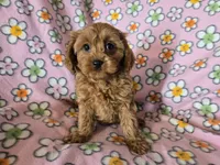 Cavapoo , a female Cavalier King Charles Spaniel and Poodle - Miniature  for sale in Buffalo, NY – Photo 4 of 5