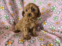 Cavapoo , a female Cavalier King Charles Spaniel and Poodle - Miniature  for sale in Buffalo, NY – Photo 5 of 5