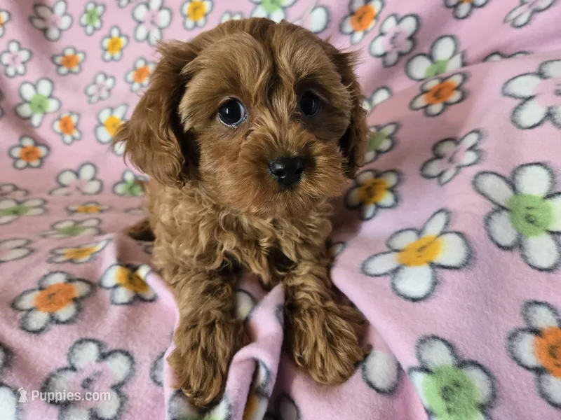 Cavapoo  – Cavalier King Charles Spaniel, Poodle - Miniature  puppy for sale in Buffalo, NY
