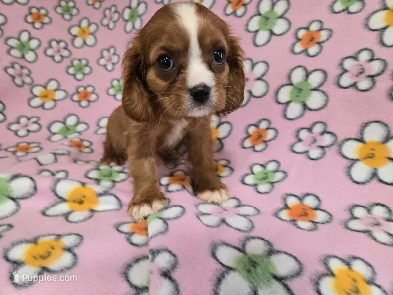 Cavalier king Charles Spaniel  – Cavalier King Charles Spaniel puppy for sale in Buffalo, NY