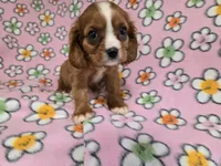 Cavalier king Charles Spaniel , a female Cavalier King Charles Spaniel for sale in Buffalo, NY – 2 of 4