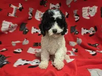 Cavapoo, a male Cavapoo for sale in Buffalo, NY – 3 of 4