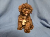 Shihpoo, a male Shihpoo for sale in Buffalo, NY – 3 of 4