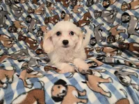 Cavachon, a female Cavachon for sale in Buffalo, NY – 3 of 4
