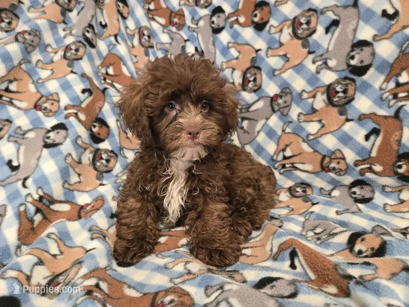 Shihpoo – Shihpoo puppy for sale in Buffalo, NY
