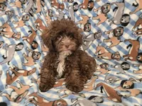 Shihpoo, a male Shihpoo for sale in Buffalo, NY – 1 of 4