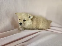Pomchi, a female Pomchi for sale in Buffalo, NY – 3 of 4