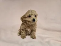 Bichon /Poodle , a female Bichon Frise and Poodle - Miniature  for sale in Buffalo, NY – 3 of 4