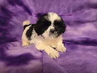 Shihtzu, a female Shih Tzu for sale in Buffalo, NY – 4 of 4