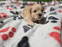 Shihpoo /Maltese , a male Shihpoo and Maltese for sale in Buffalo, NY – 3 of 5