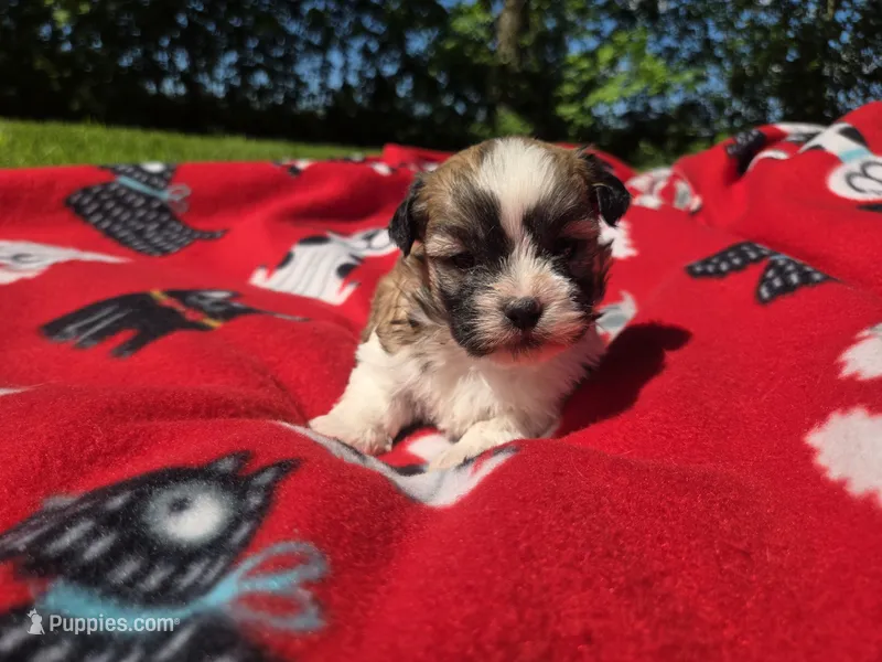Shihtzu /Bichon  – Bichon Frise, Shih Tzu puppy for sale in Buffalo, NY