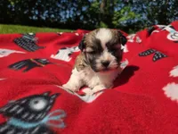 Shihtzu /Bichon , a male Bichon Frise and Shih Tzu for sale in Buffalo, NY – 1 of 4