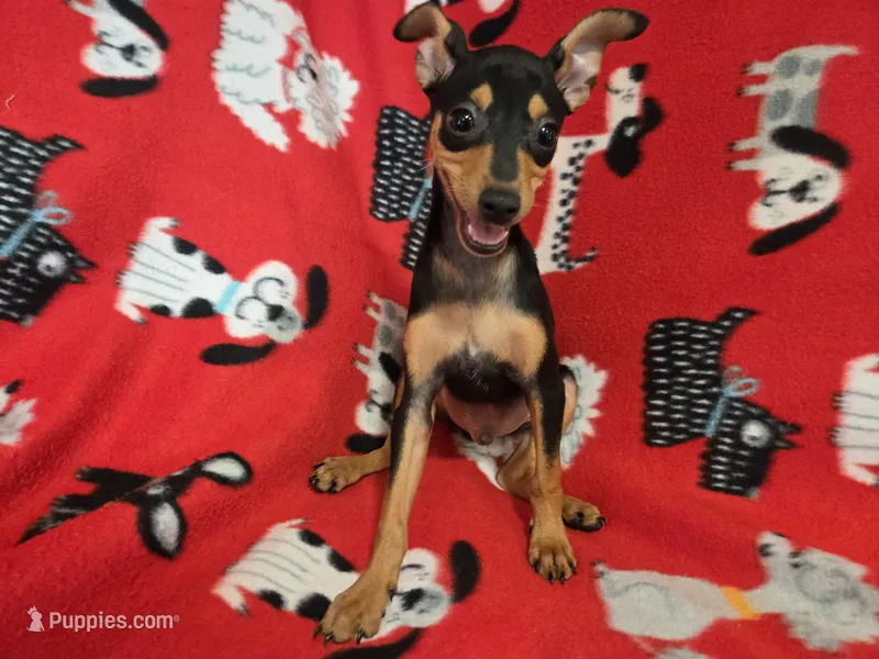 Mini Pinscher – Miniature Pinscher puppy for sale in Buffalo, NY