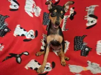 Mini Pinscher, a male Miniature Pinscher for sale in Buffalo, NY – 1 of 4