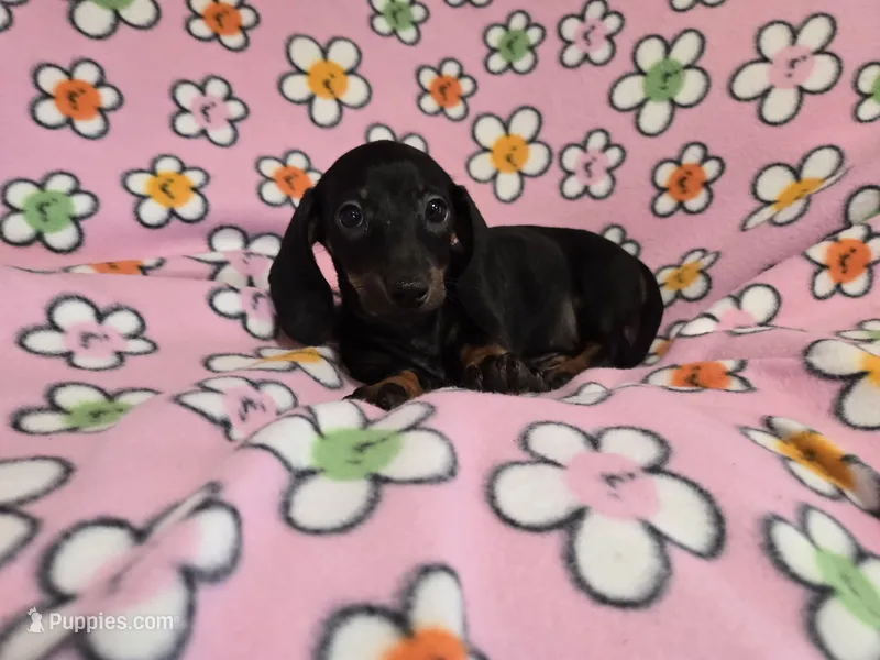 Mini Dachshund – Miniature Dachshund puppy for sale in Buffalo, NY