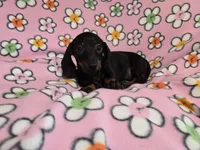 Mini Dachshund, a female Miniature Dachshund for sale in Buffalo, NY – 1 of 4