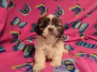 Shihtzu , a female Shih Tzu for sale in Buffalo, NY – 2 of 4