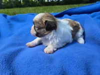 Bichon /Shih tzu , a male Bichon Frise and Shih Tzu for sale in Buffalo, NY – 2 of 4