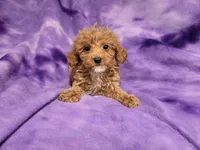 Cavapoo, a female Cavapoo and Poodle - Miniature  for sale in Buffalo, NY – 3 of 4