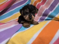 Yorkie Terrier, a female Yorkshire Terrier for sale in Buffalo, NY – 2 of 5