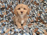 Shihpoo, a male Shihpoo for sale in Buffalo, NY – 3 of 4