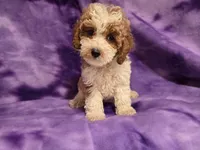Cockapoo, a female Cockapoo for sale in Buffalo, NY – 3 of 5