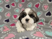 Shihtzu /Maltese mix , a female Maltese and Shih Tzu for sale in Buffalo, NY – 4 of 5