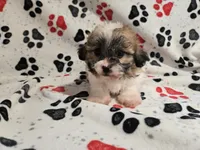Bichon /Shih tzu , a male Bichon Frise and Shih Tzu for sale in Buffalo, NY – 4 of 4