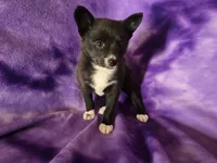 Pomchi , a female Pomchi for sale in Buffalo, NY – 1 of 4