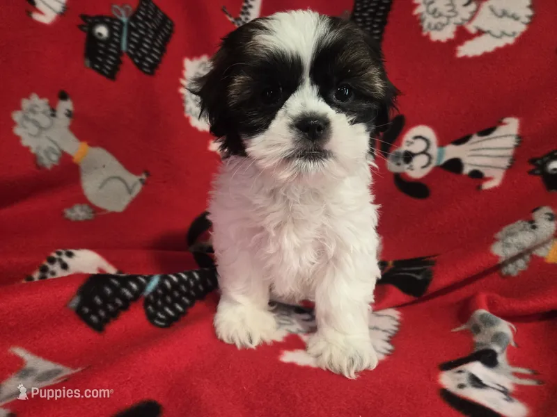 Shihtzu/Maltese mix – Maltese, Shih Tzu puppy for sale in Buffalo, NY