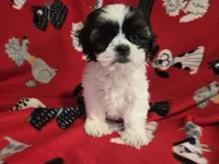 Shihtzu/Maltese mix, a male Maltese and Shih Tzu for sale in Buffalo, NY – 1 of 5
