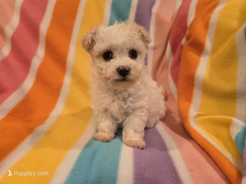 Morkie – Maltese, Yorkshire Terrier puppy for sale in Buffalo, NY