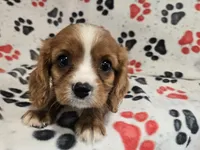 Cavalier king Charles Spaniel , a male Cavalier King Charles Spaniel for sale in Buffalo, NY – 3 of 5