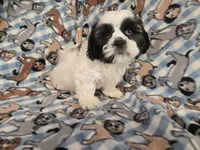 Shihtzu /Maltese mix, a male Maltese and Shih Tzu for sale in Buffalo, NY – 4 of 4