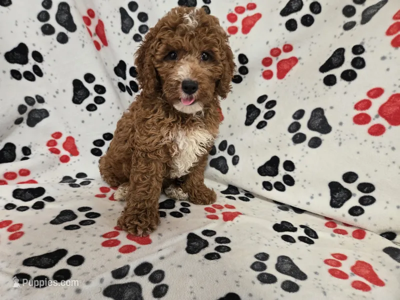 Cockapoo – Cockapoo puppy for sale in Buffalo, NY